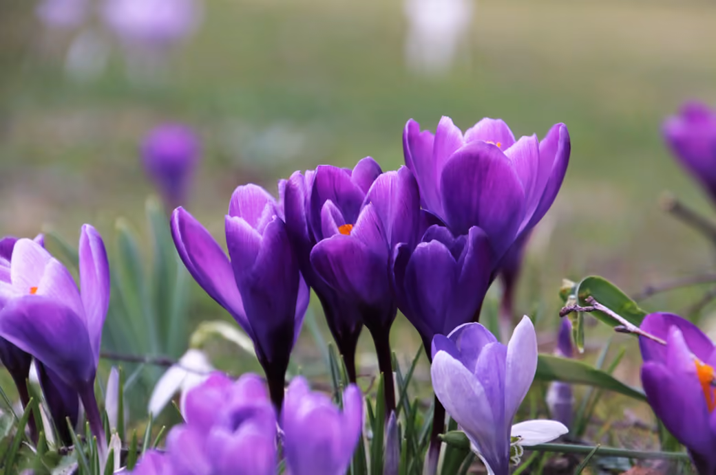 Purple Crocuses in a Spring Field — desktop and phone wallpaper, free download