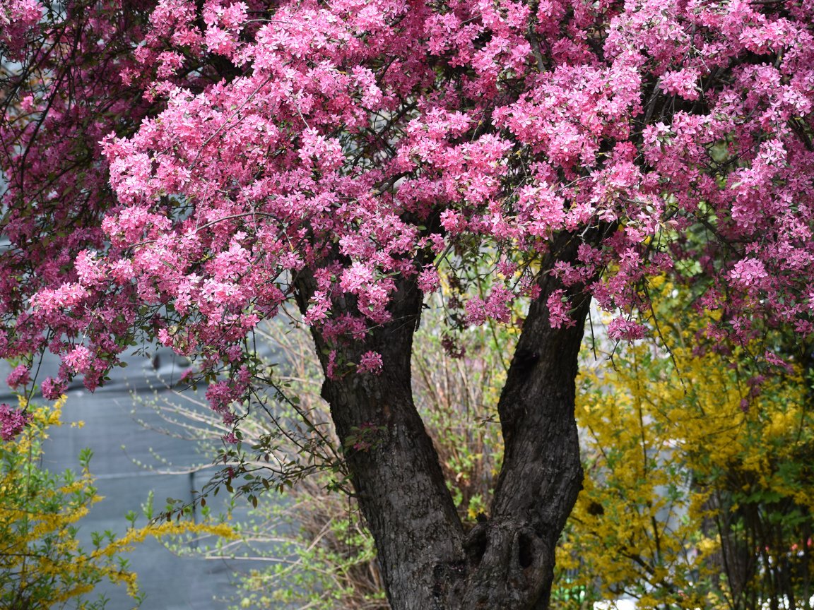 Spring Apple Tree with Pink Blossoms - XGA+ wallpapers in 1152x864 resolution