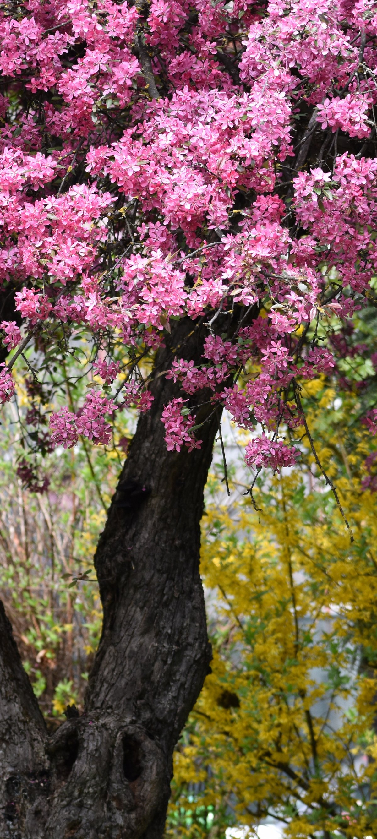 Spring Apple Tree with Pink Blossoms - Wallpapers for Xiaomi 15 in 1200x2670 resolution