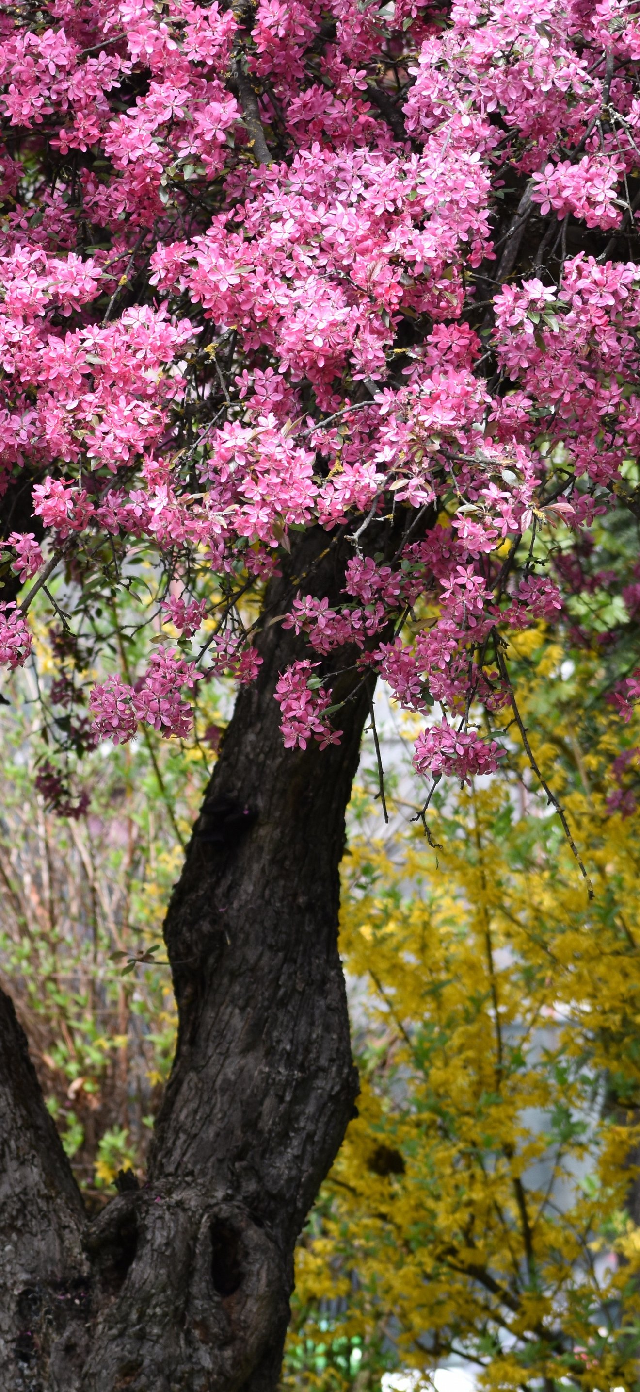 Spring Apple Tree with Pink Blossoms - Wallpapers for iPhone 17 Pro Max/16 Pro Max in 1320x2868 resolution
