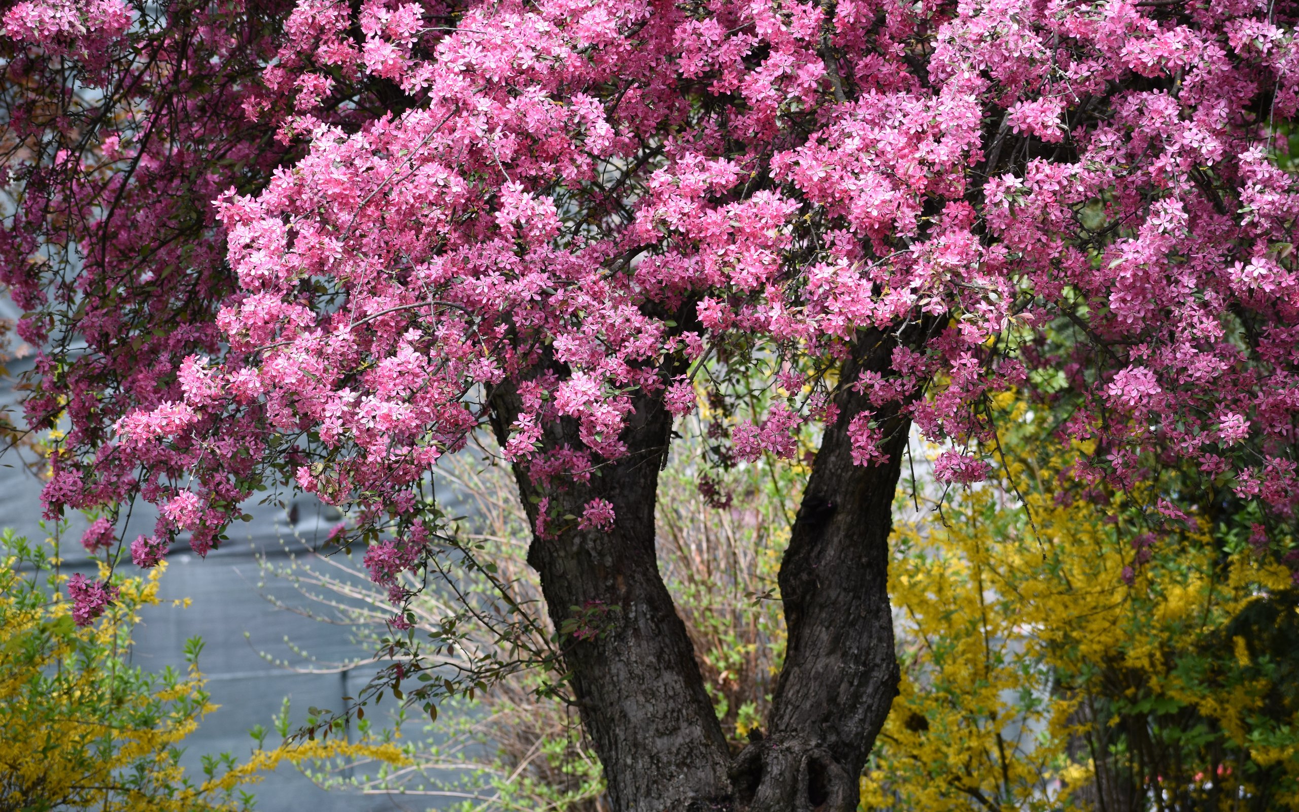 Spring Apple Tree with Pink Blossoms - WQXGA and for Apple MacBook Air 13 wallpapers in 2560x1600 resolution