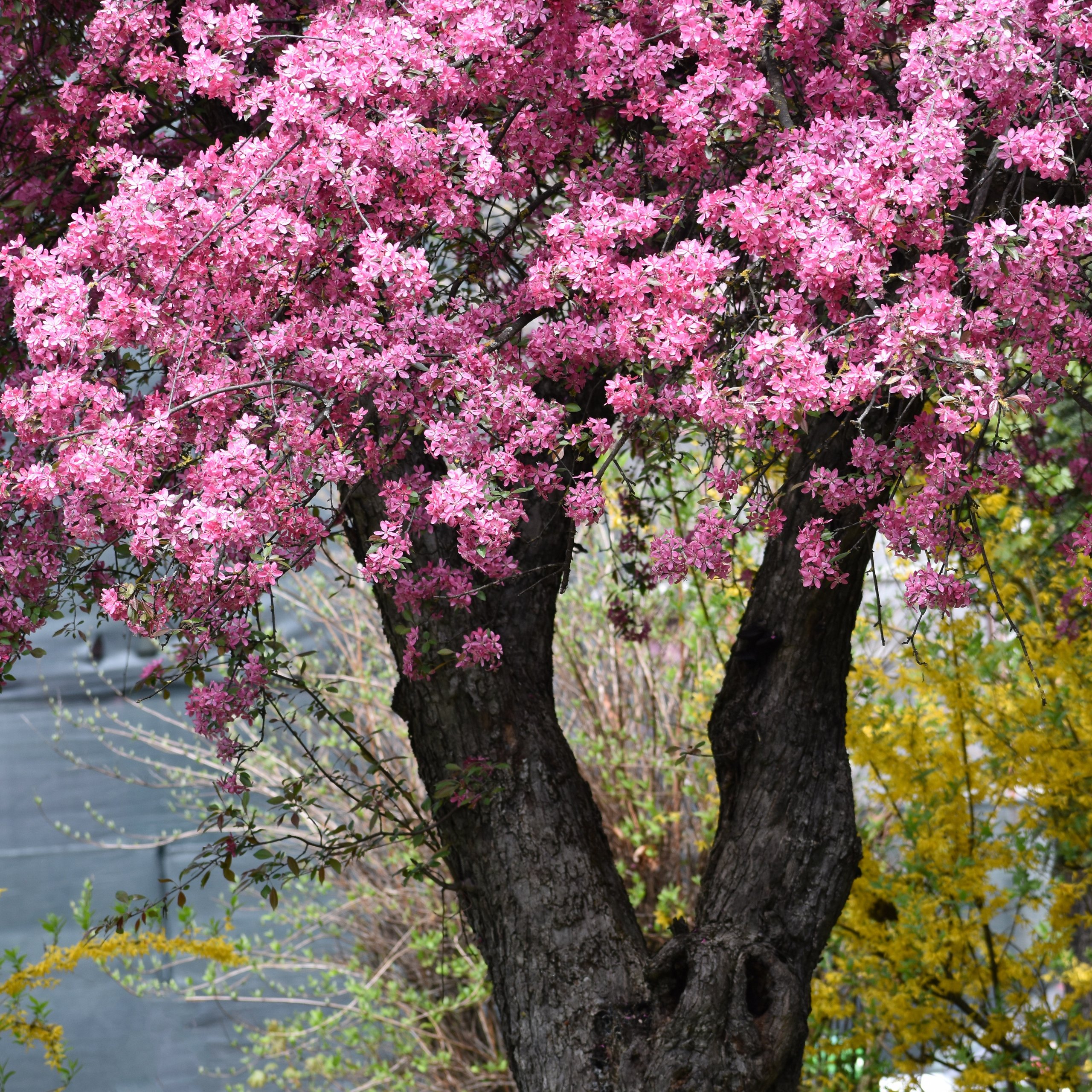 Spring Apple Tree with Pink Blossoms - Wallpapers for Samsung Galaxy Tab S9 FE+/Tab S11, Xiaomi Pad 5, Redmi Pad 2 Pro, POCO Pad in 2560x2560 resolution