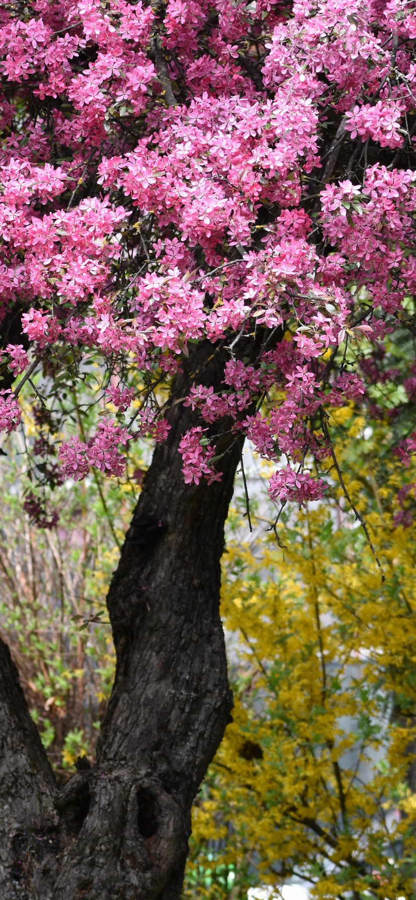 Spring Apple Tree with Pink Blossoms - Wallpapers for iPhone 11/XR in 828x1792 resolution