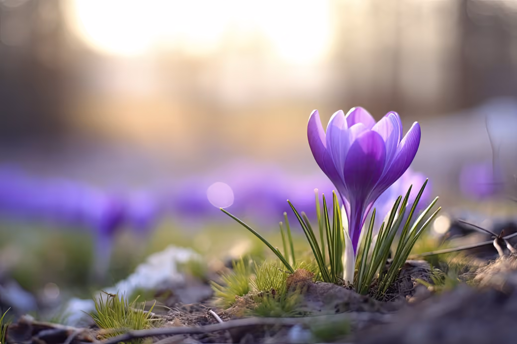 Purple Crocuses in Spring Grass — desktop and phone wallpaper, free download