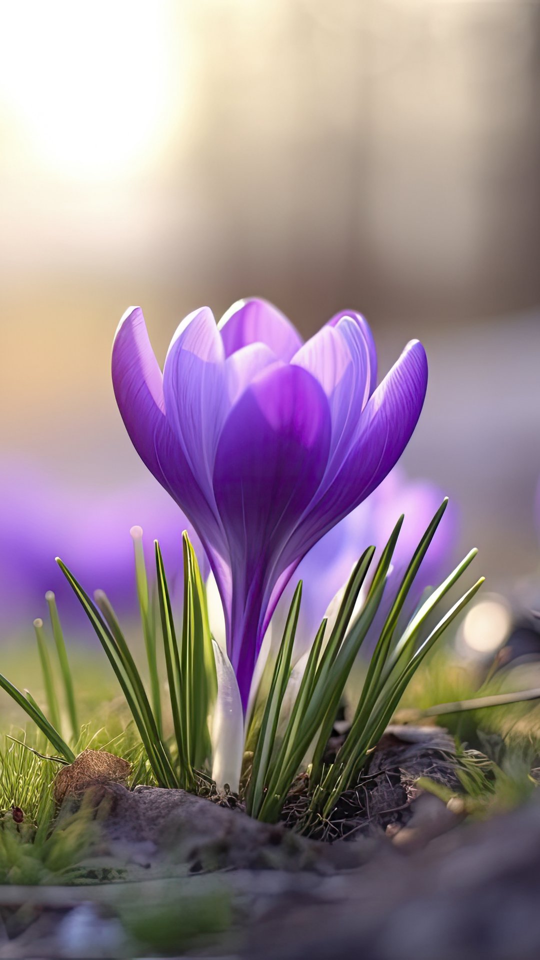 Purple Crocuses in Spring Grass - Wallpapers for Samsung, Honor, Sony in 1080x1920 resolution