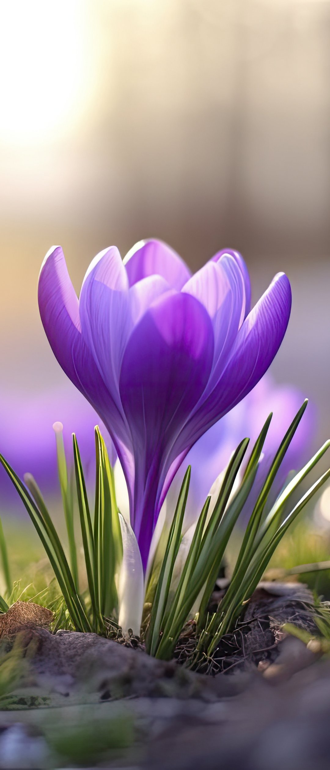 Purple Crocuses in Spring Grass - Wallpapers for Samsung Galaxy Z Flip7, Sony Xperia 5 II/5 III/5 V/10 IV/10 V, Xiaomi Mix Fold 3 in 1080x2520 resolution