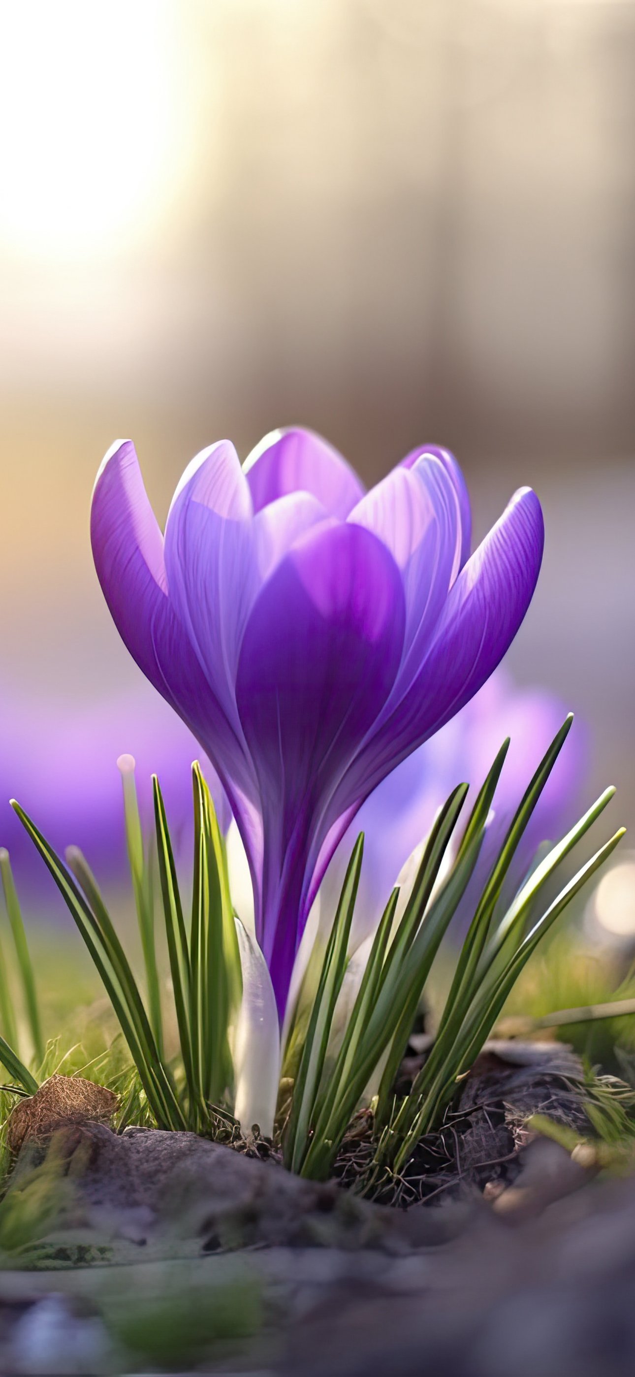 Purple Crocuses in Spring Grass - Wallpapers for iPhone 15 Pro Max/14 Pro Max in 1290x2796 resolution