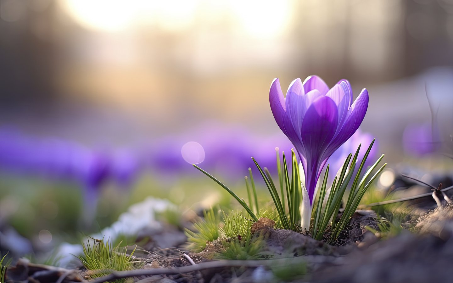 Purple Crocuses in Spring Grass - WSXGA wallpapers in 1440x900 resolution