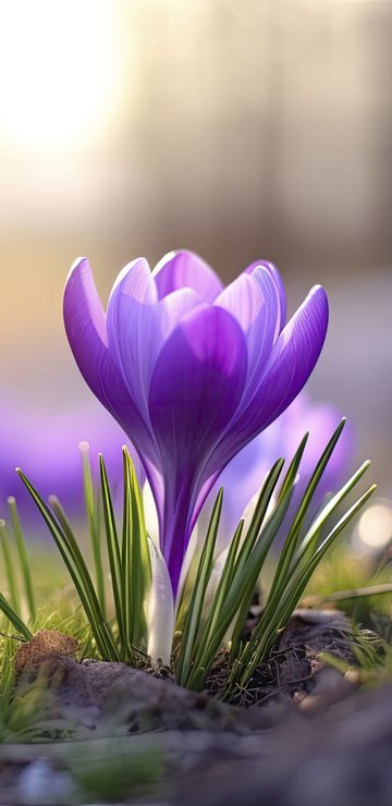 Purple Crocuses in Spring Grass - Wallpapers for Samsung in 360x740 resolution