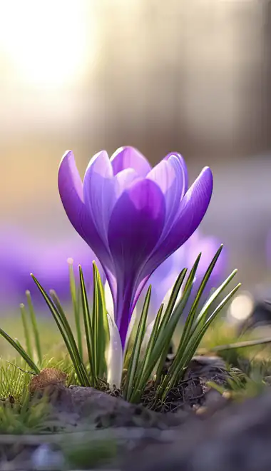 Wallpapers for Samsung Galaxy A03s, Xiaomi Redmi 7A, POCO C3 (720x1440): crocuses, spring, grass, meadow