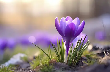 WSXGA+ wallpapers (1680x1050): crocuses, spring, grass, meadow