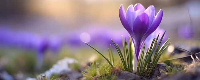 UltraWide 32:9 обои весна (3840x1080): крокусы, весна, трава, луг
