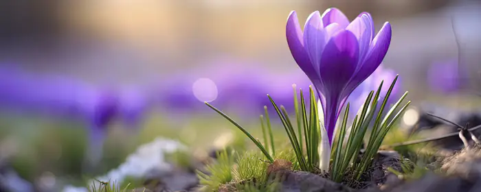 UltraWide 32:9 wallpapers (3840x1080): crocuses, spring, grass, meadow