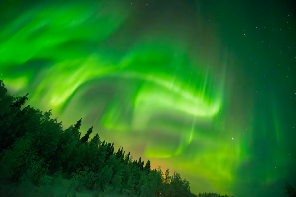 Green northern lights over the night forest — desktop and phone wallpaper, free download