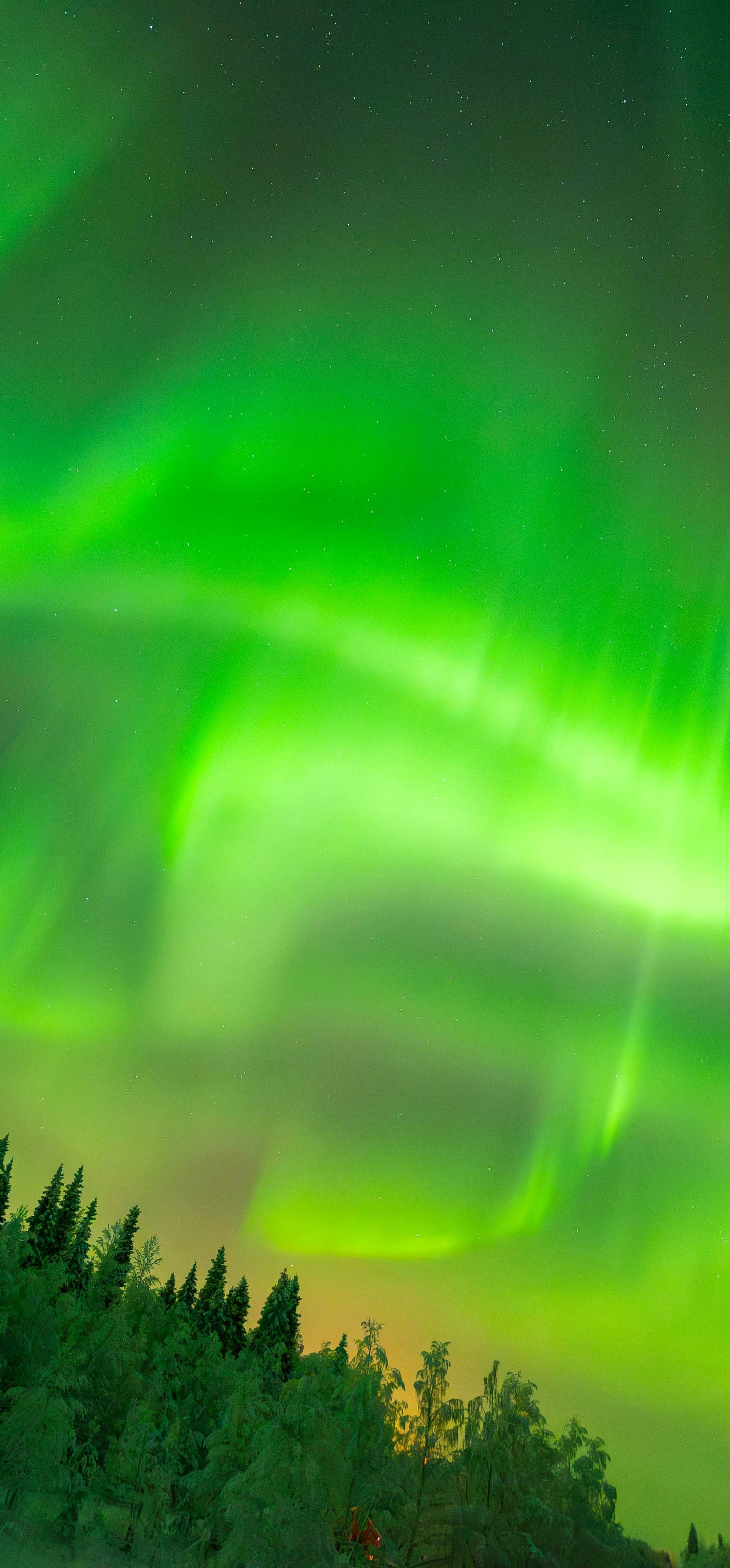 Green northern lights over the night forest - Wallpapers for Samsung Galaxy S22 Ultra/S23 Ultra in 1440x3088 resolution