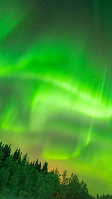 Green northern lights over the night forest - Wallpapers for Nokia, Samsung in 360x640 resolution