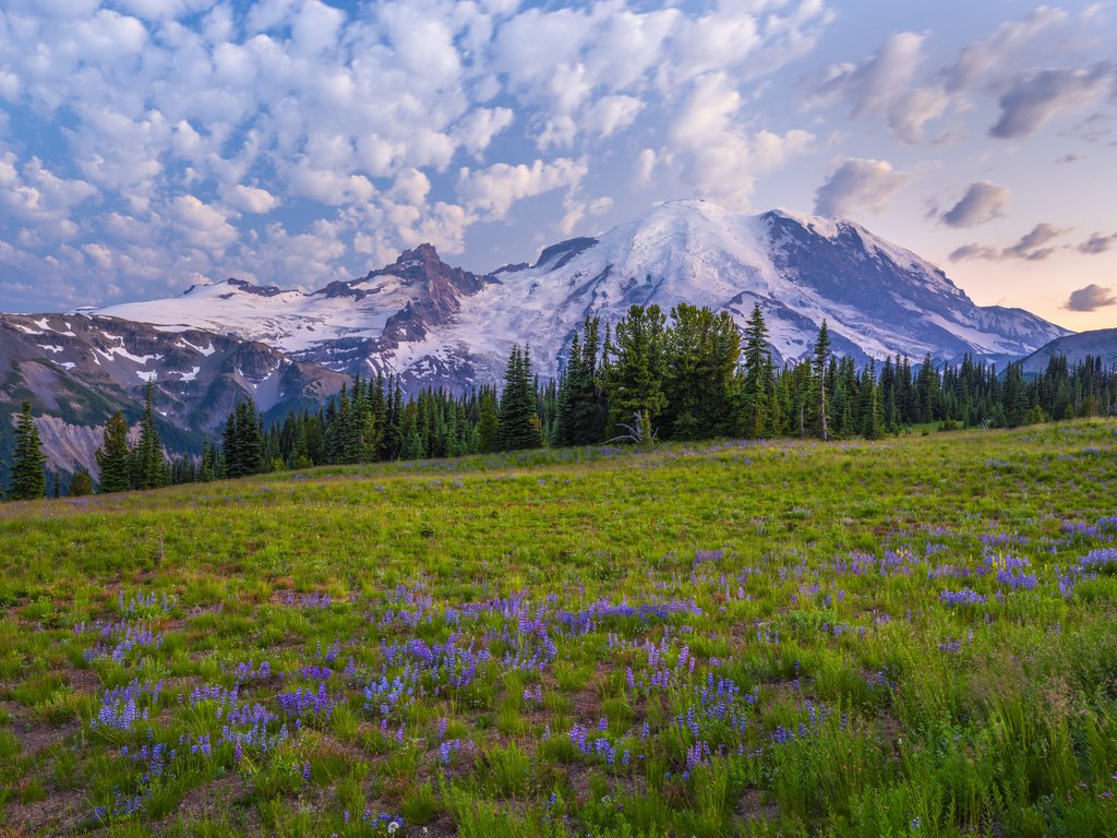 Mountain Meadow with Glacier Views - XVGA wallpapers in 1024x768 resolution