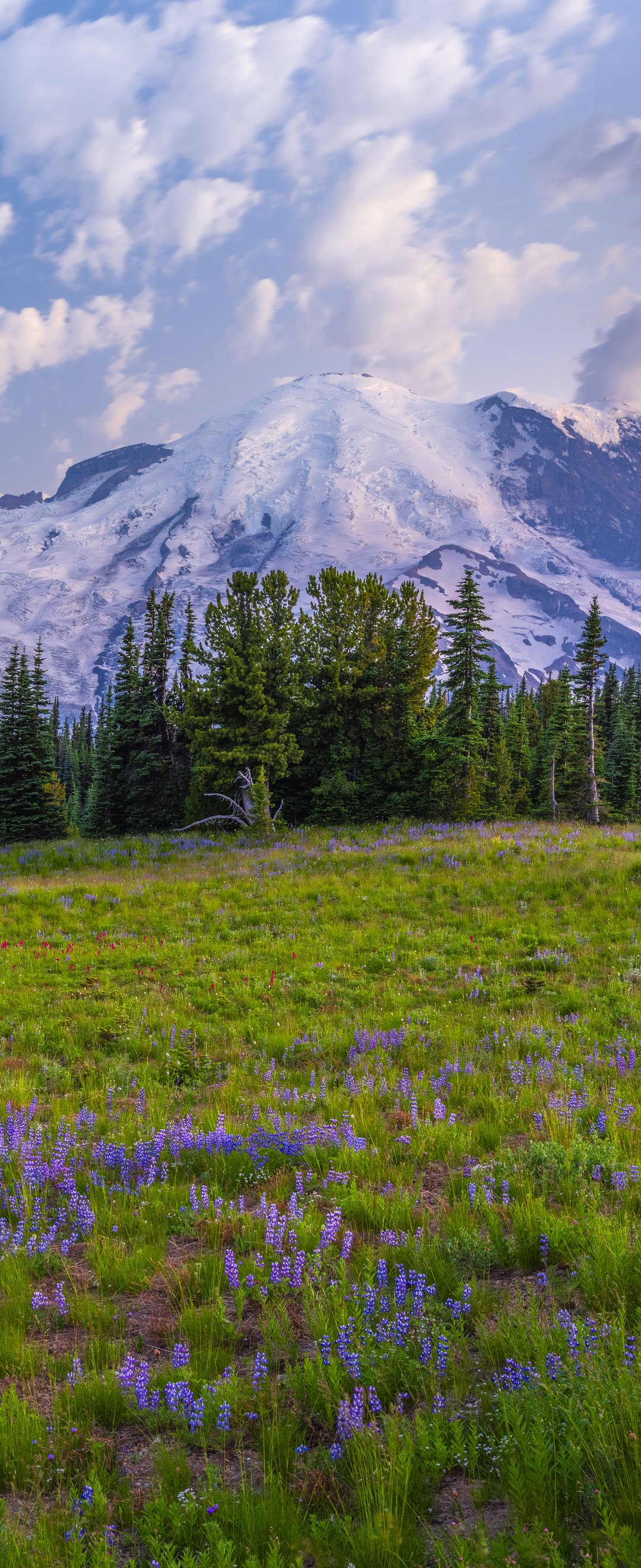 Mountain Meadow with Glacier Views - Wallpapers for Samsung Galaxy Z Flip6, Motorola Razr 2025 in 1080x2640 resolution