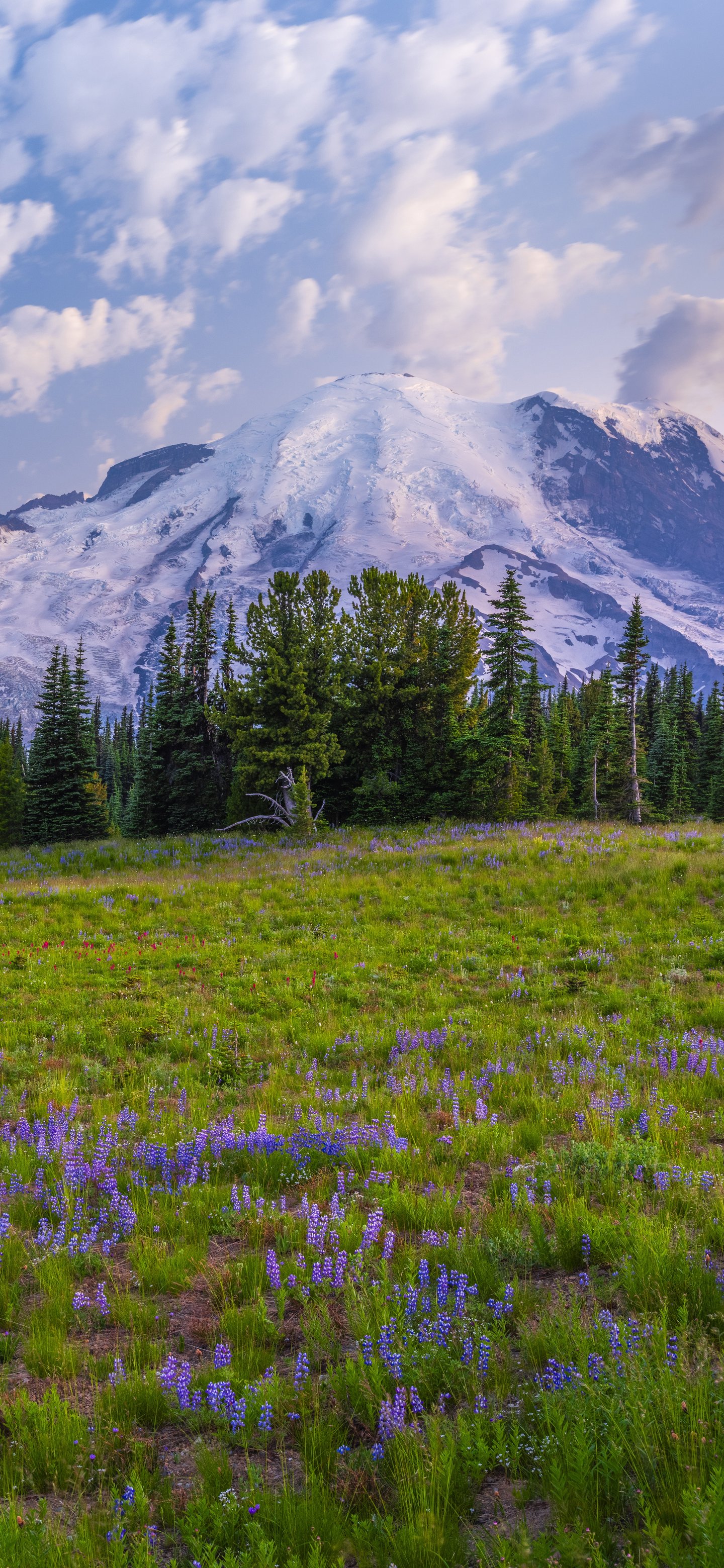 Mountain Meadow with Glacier Views - Wallpapers for Samsung Galaxy S24/S24 Ultra/S25 Ultra/S25+/S26 Ultra in 1440x3120 resolution