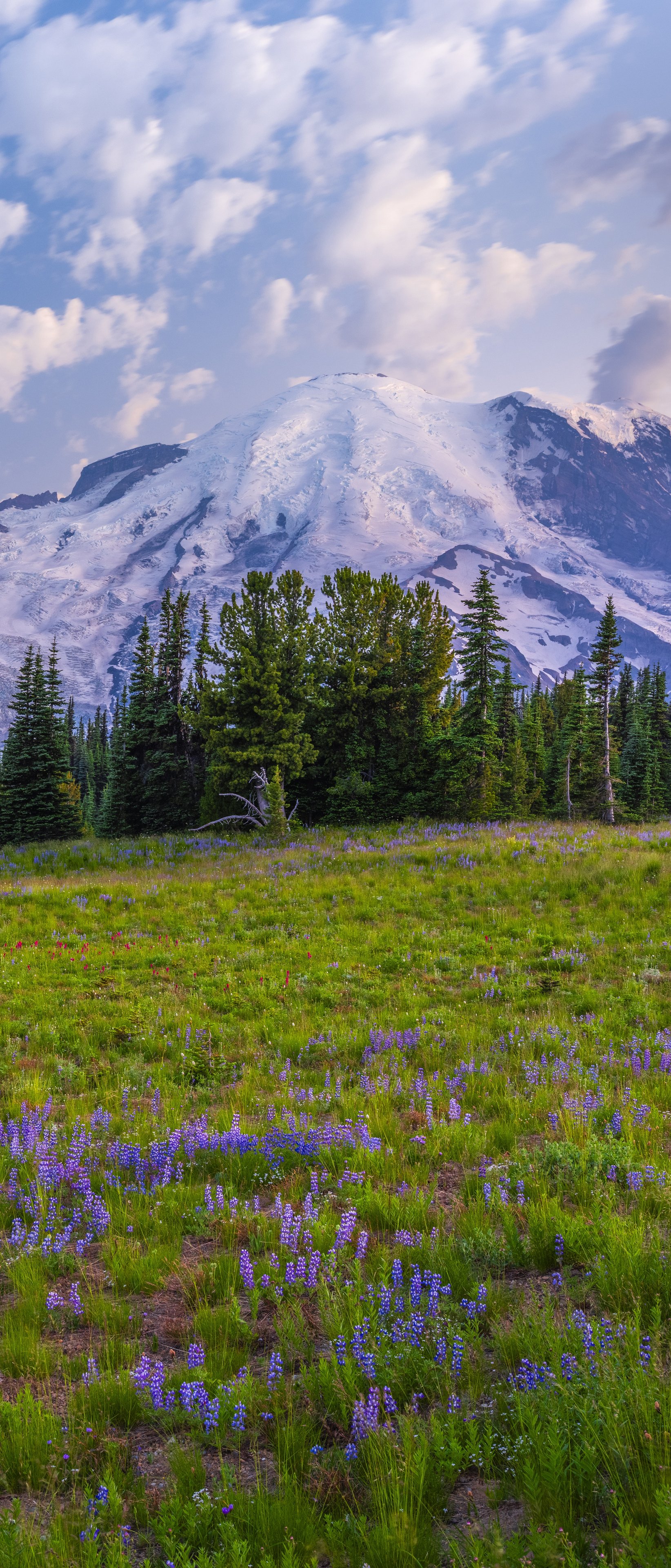 Mountain Meadow with Glacier Views - Wallpapers for Sony Xperia 1/Xperia 1 III/Xperia PRO-I in 1644x3840 resolution