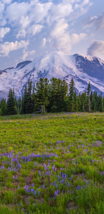 Mountain Meadow with Glacier Views - Wallpapers for Samsung in 360x740 resolution