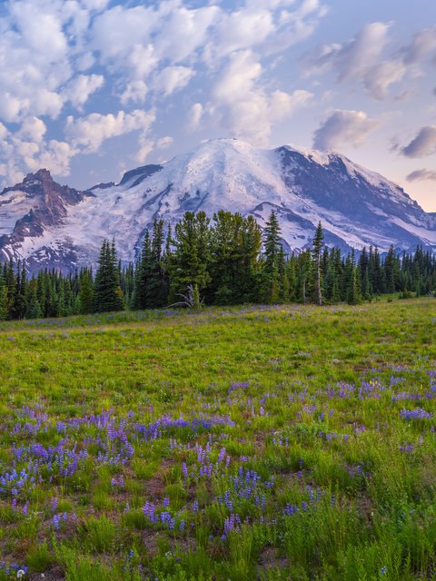 Mountain Meadow with Glacier Views - Wallpapers for HTC/BlackBerry in 480x640 resolution