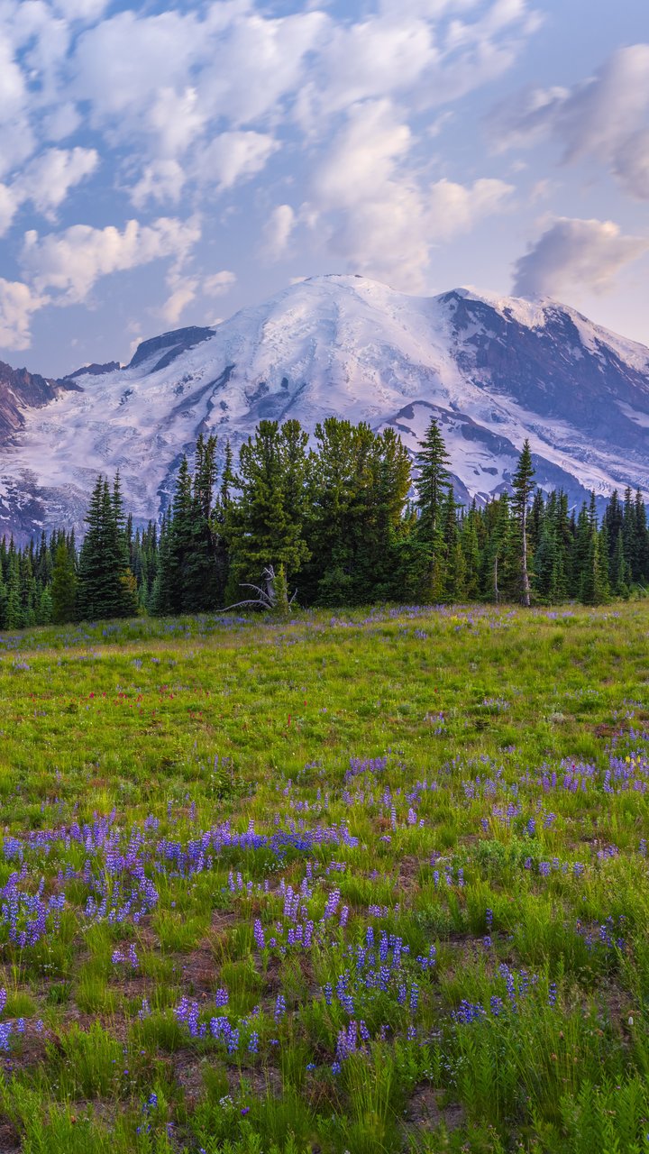 Mountain Meadow with Glacier Views - Wallpapers for Samsung/LG in 720x1280 resolution