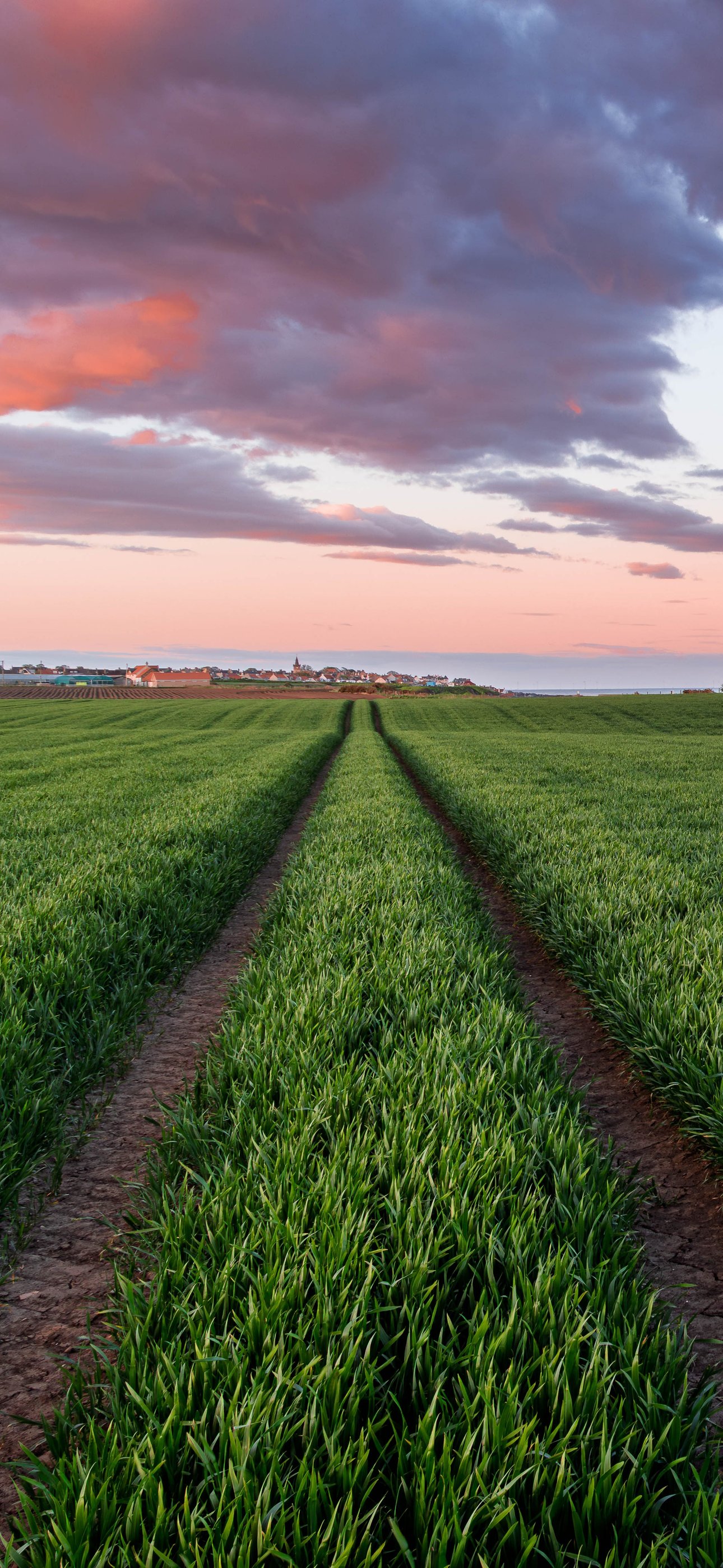Green field in Scotland at sunset - Wallpapers for iPhone 15 Pro Max/14 Pro Max in 1290x2796 resolution