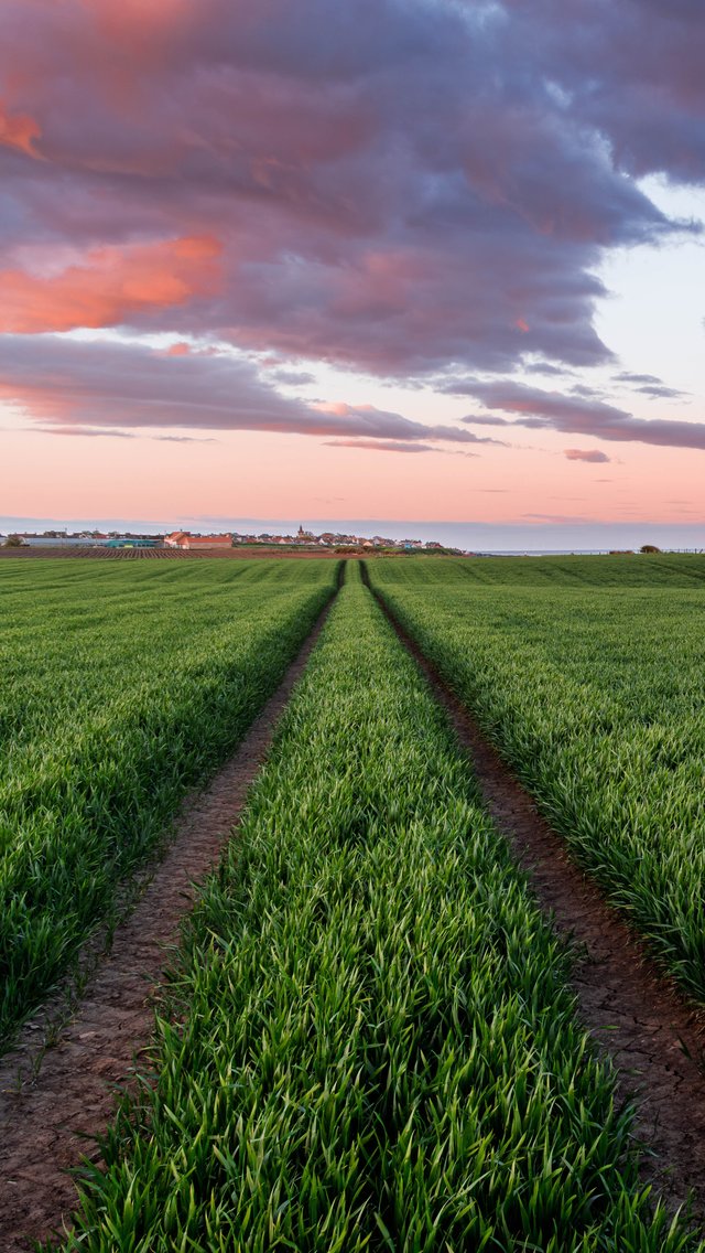 Green field in Scotland at sunset - Wallpapers for iPhone 5/5S/5C/SE in 640x1136 resolution