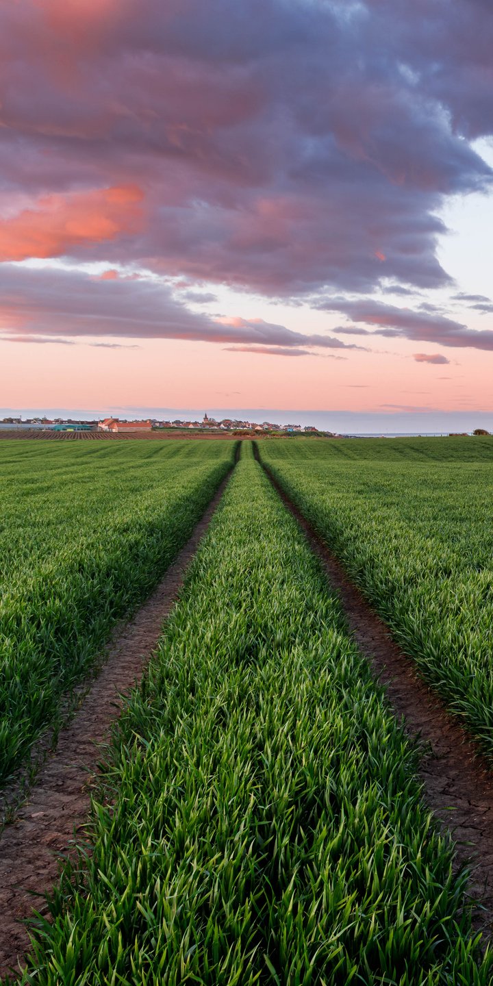 Green field in Scotland at sunset - Wallpapers for Samsung Galaxy A03s, Xiaomi Redmi 7A, POCO C3 in 720x1440 resolution