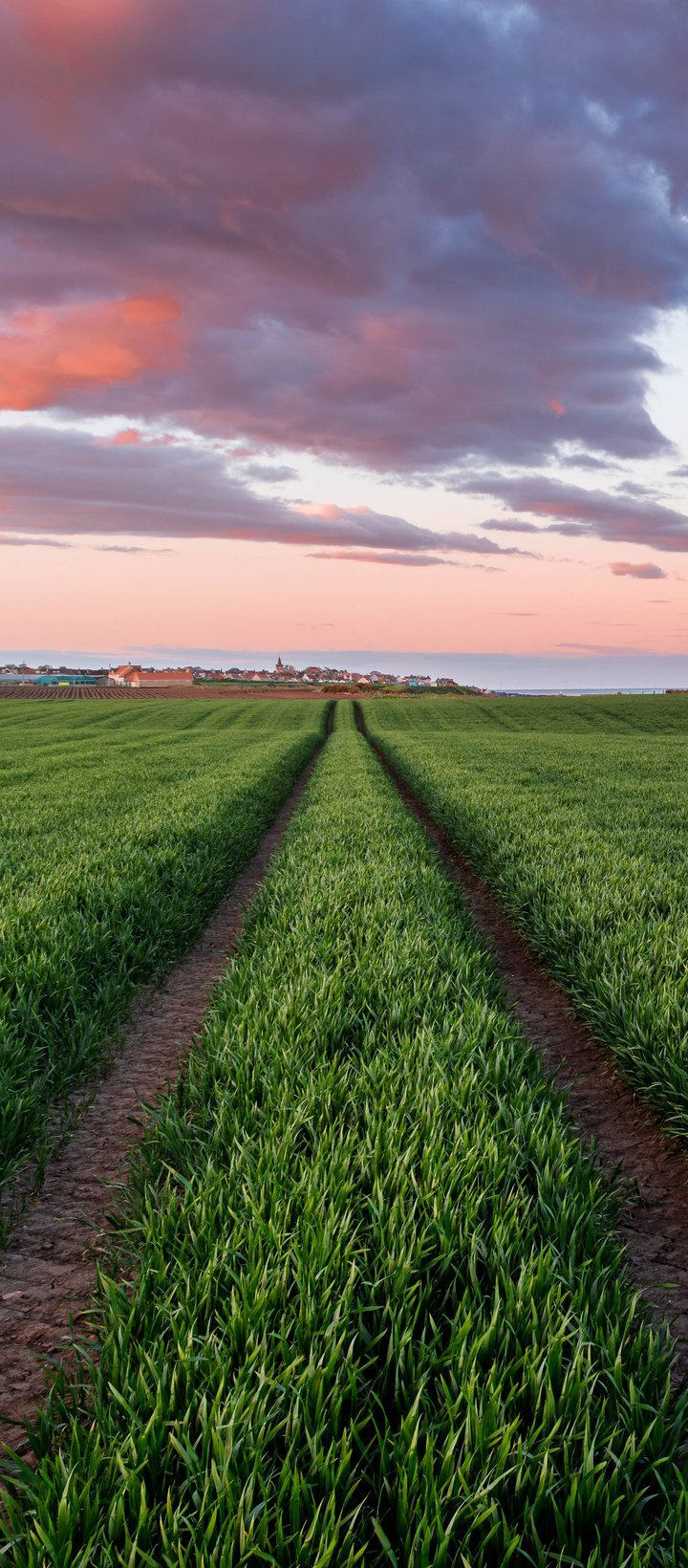 Green field in Scotland at sunset - Wallpapers for Xiaomi Redmi 14C, POCO C71/C75/M7, Infinix Note 8 in 720x1640 resolution