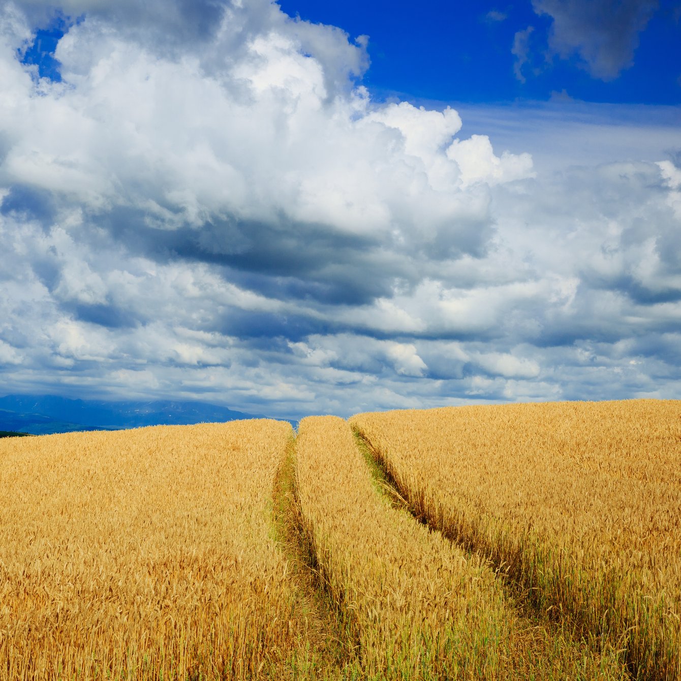 Golden wheat field under blue sky - Wallpapers for Samsung Galaxy Tab in 1340x1340 resolution