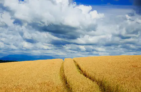 Wallpapers for Apple MacBook 12″ (2304x1440): wheat, field, sky, clouds