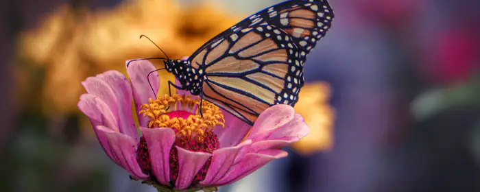UltraWide 21:9 Nature wallpapers (2560x1080): butterfly, flowers, macro, wings