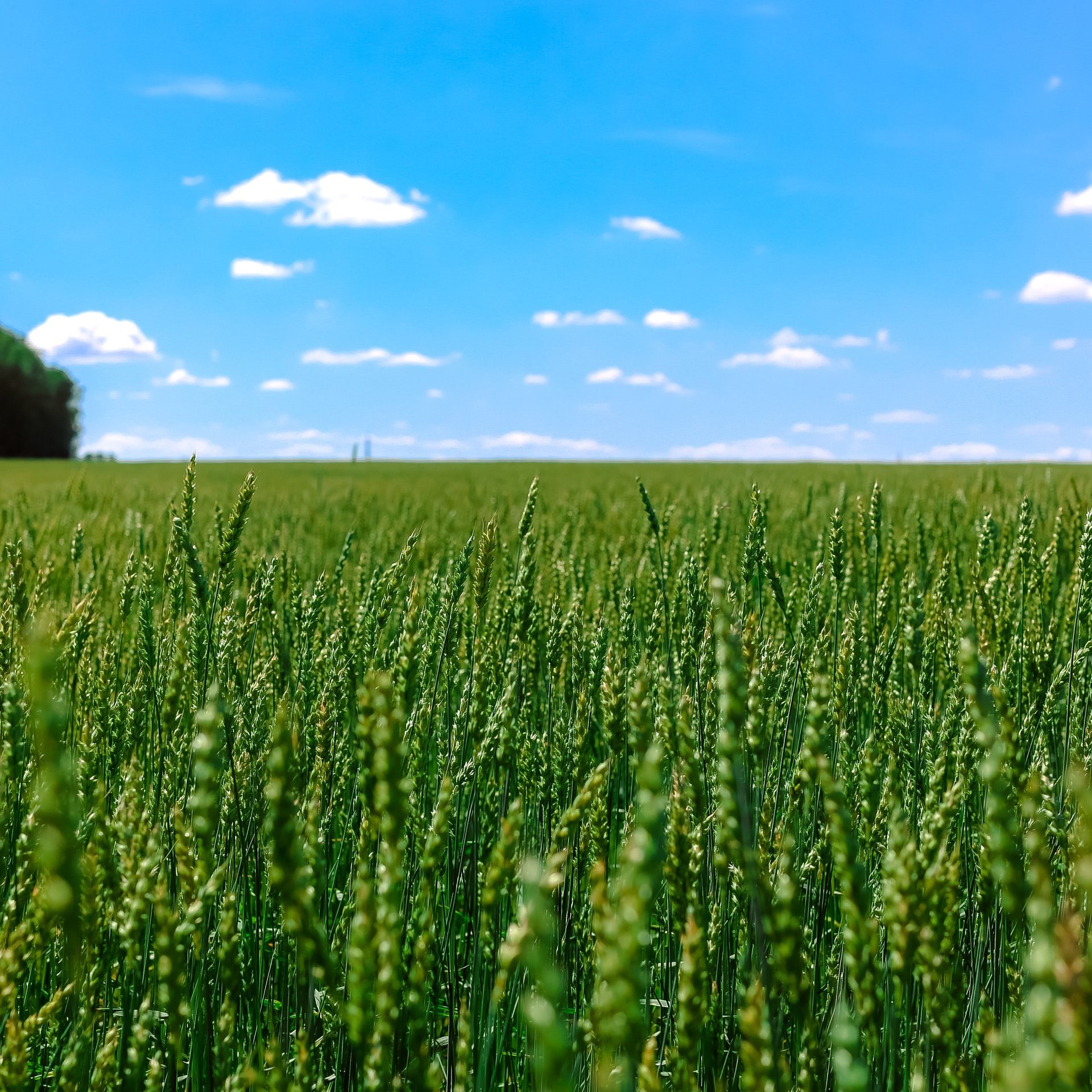 Summer Field Under a Wide Blue Sky - Wallpapers for Samsung Galaxy Tab in 1920x1920 resolution