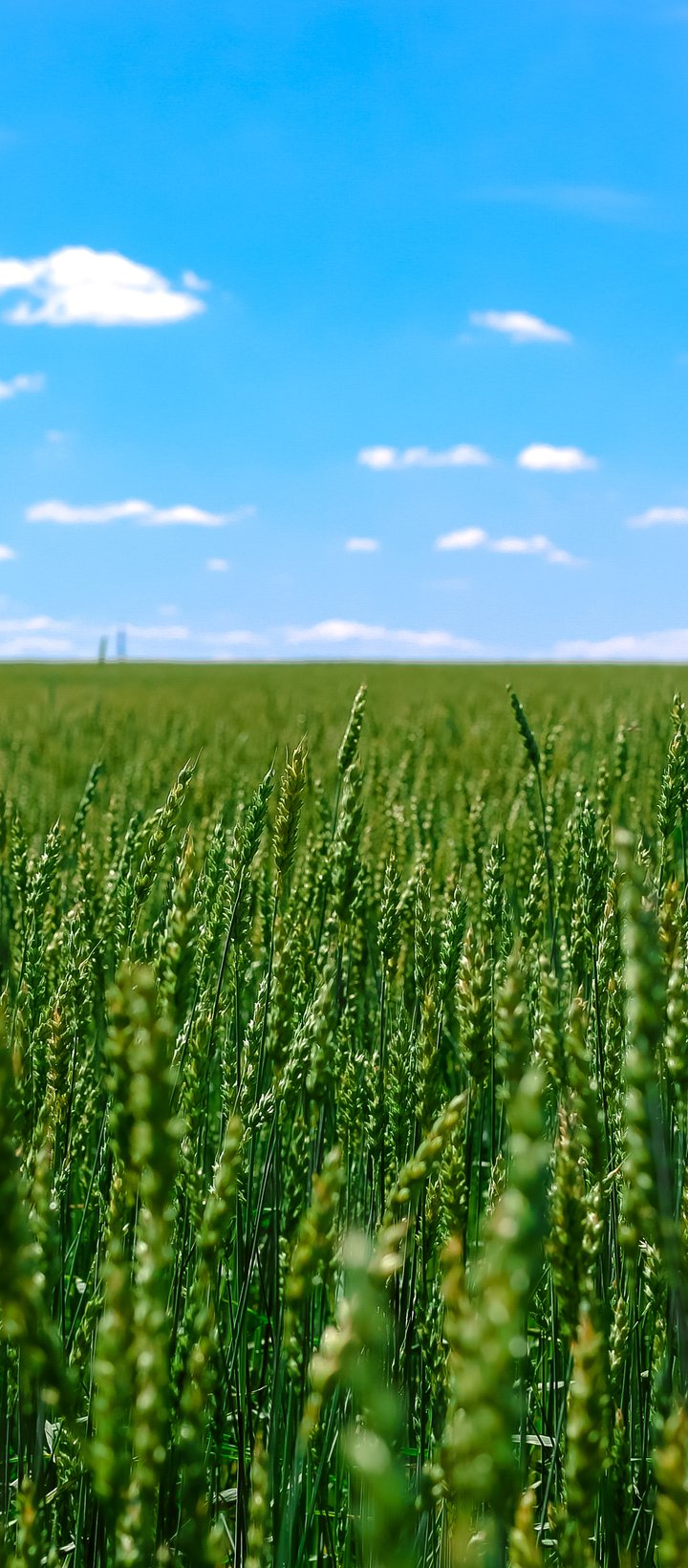 Summer Field Under a Wide Blue Sky - Wallpapers for Xiaomi Redmi 14C, POCO C71/C75/M7, Infinix Note 8 in 720x1640 resolution