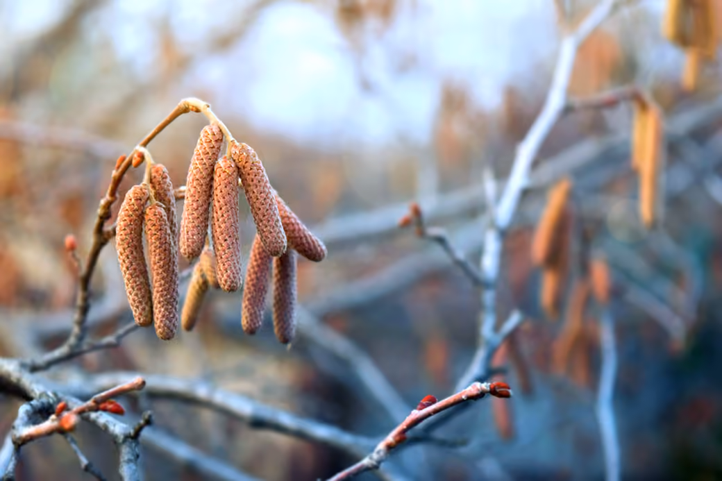 Hazel Catkins on a Spring Branch — desktop and phone wallpaper, free download