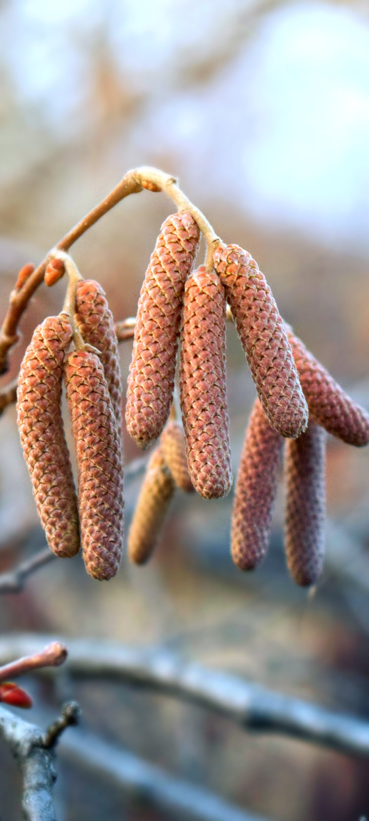 Hazel Catkins on a Spring Branch - Wallpapers for Xiaomi 15 in 1200x2670 resolution