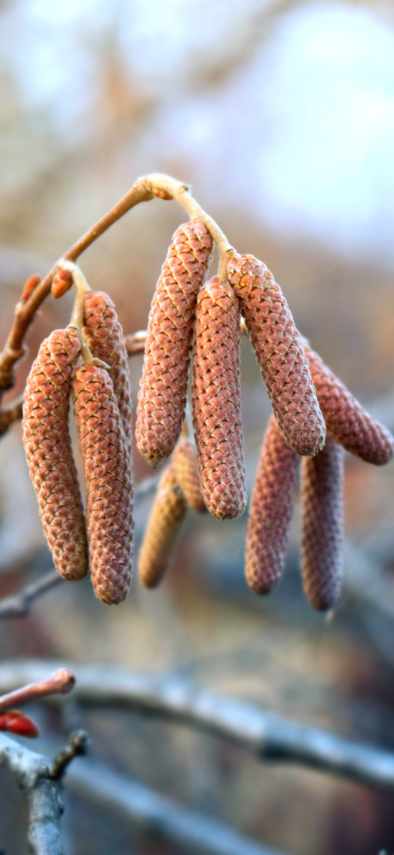 Hazel Catkins on a Spring Branch - Wallpapers for iPhone 15 Pro Max/14 Pro Max in 1290x2796 resolution
