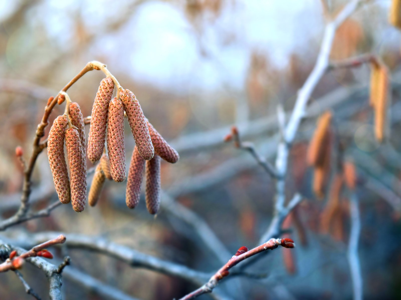 Hazel Catkins on a Spring Branch - UXGA wallpapers in 1600x1200 resolution