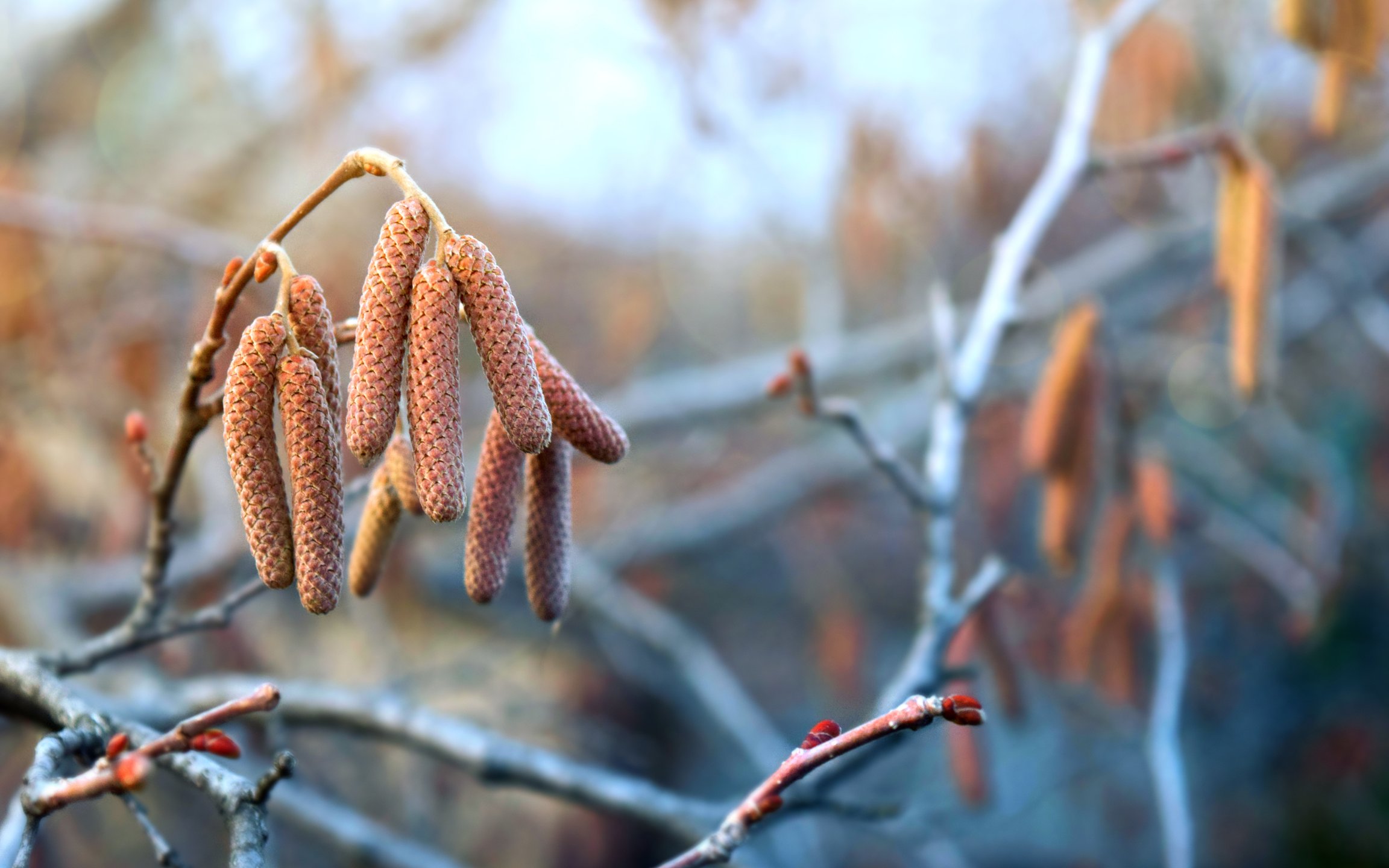 Hazel Catkins on a Spring Branch - Wallpapers for Apple MacBook 12″ in 2304x1440 resolution
