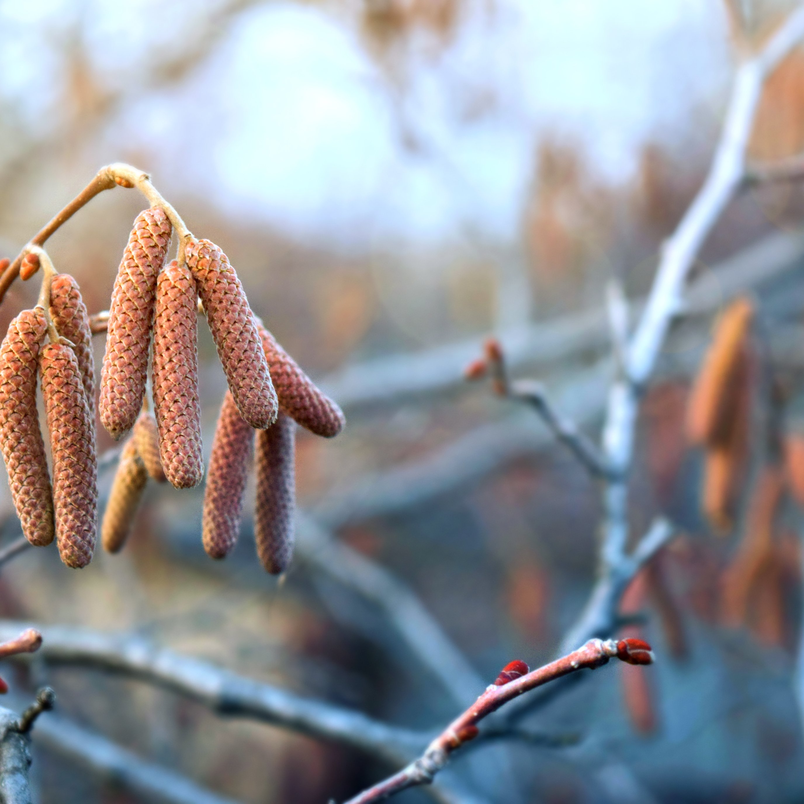 Hazel Catkins on a Spring Branch - Wallpapers for iPad Pro 13″ in 2752x2752 resolution