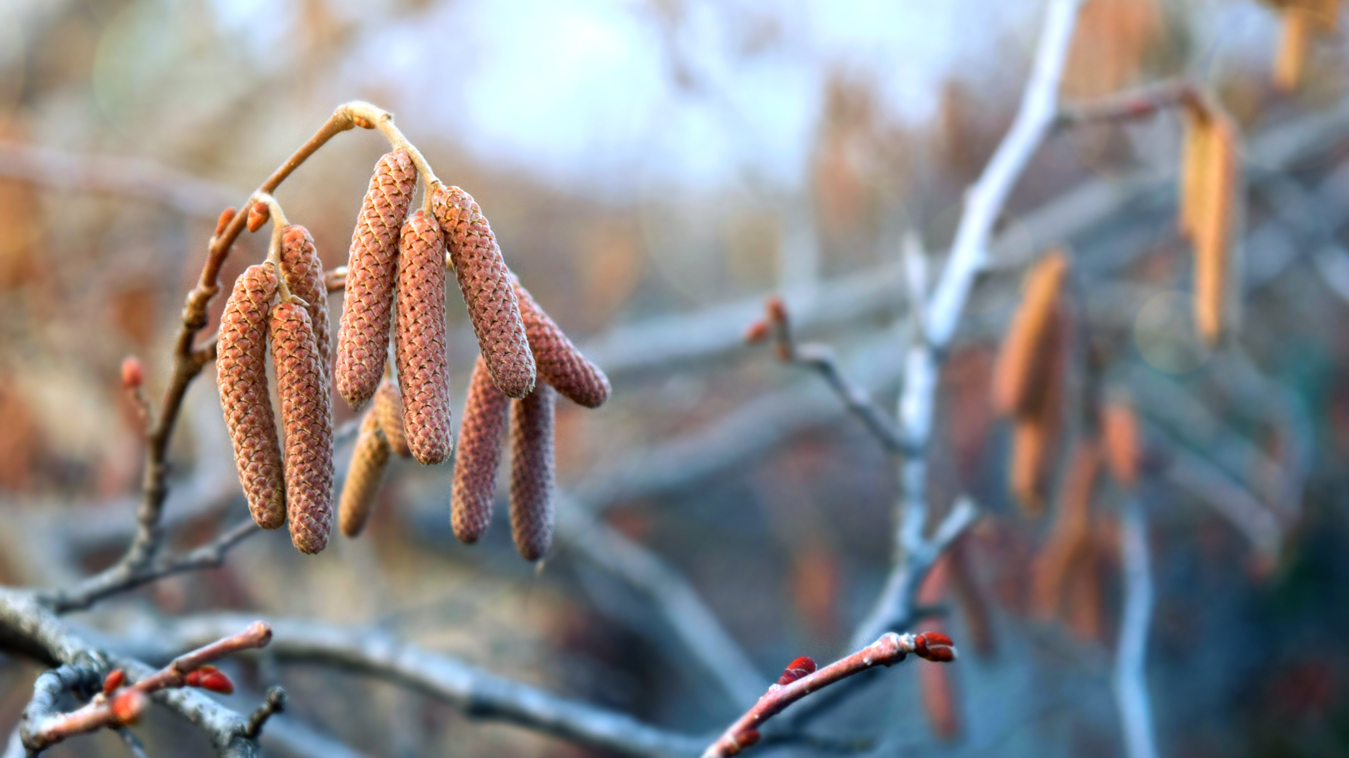 Hazel Catkins on a Spring Branch - Wallpapers for Apple iMac 24″ in 4480x2520 resolution