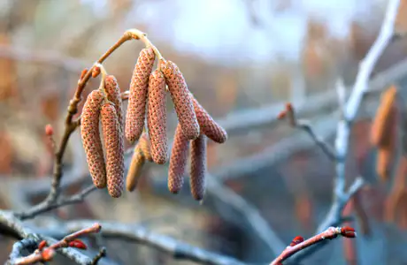 Nature wallpapers: spring, branch, forest, macro