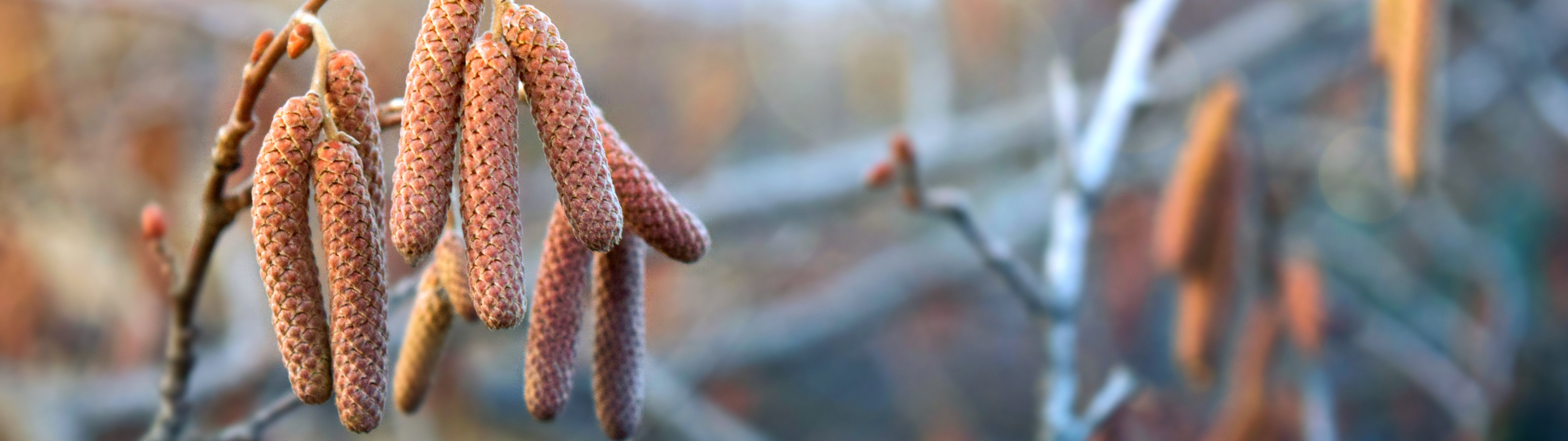 Hazel Catkins on a Spring Branch - UltraWide 32:9 wallpapers in 5120x1440 resolution
