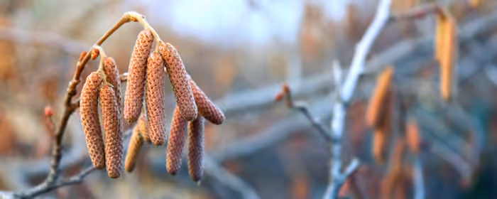 UltraWide 32:9 обои весна (3840x1080): весна, ветка, лес, макро