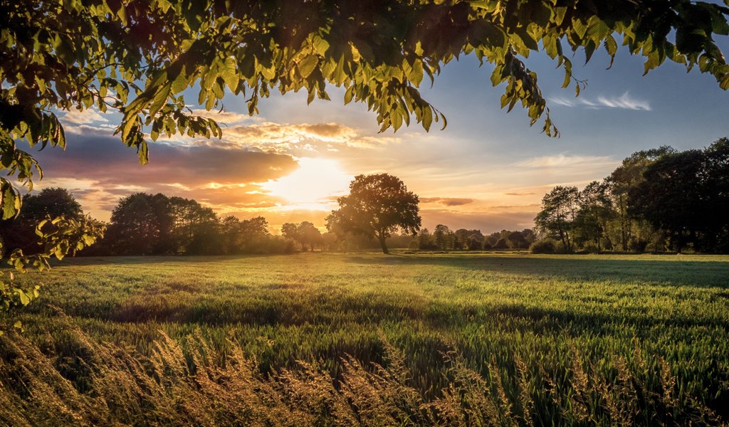 Green field at sunset in summer - WSVGA wallpapers in 1024x600 resolution