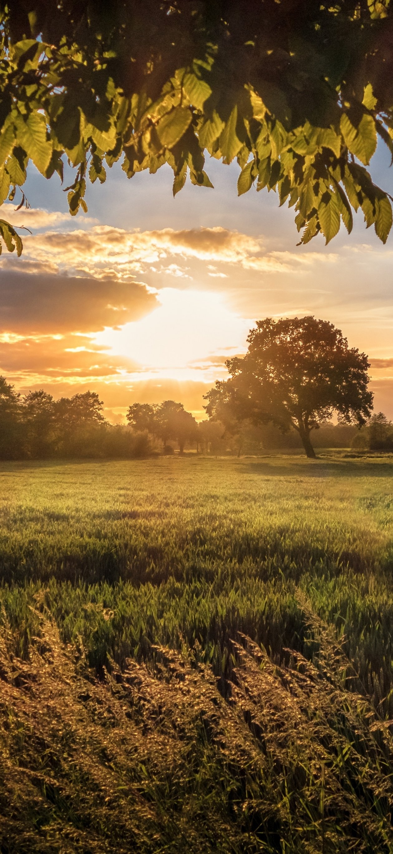 Green field at sunset in summer - Wallpapers for iPhone Air in 1260x2736 resolution