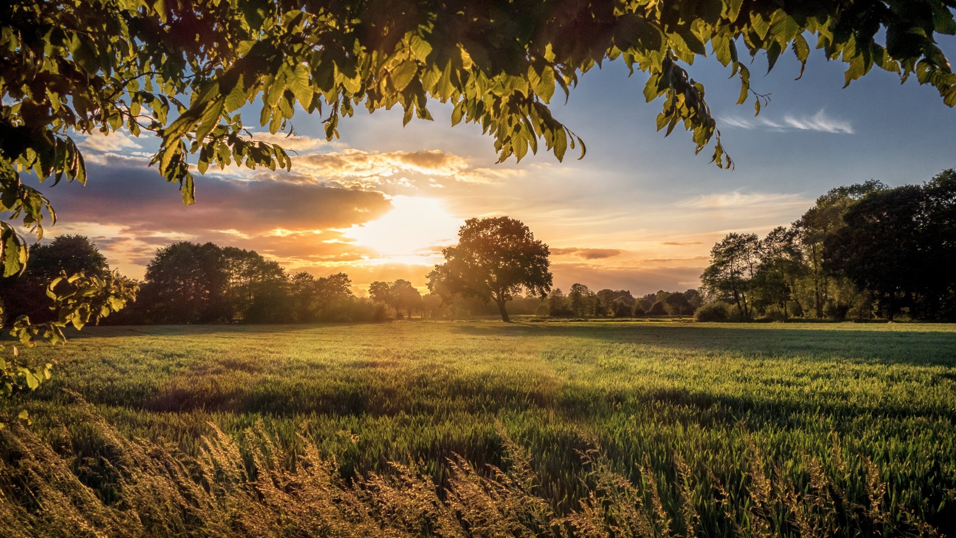 Green field at sunset in summer - Full HD wallpapers in 1920x1080 resolution