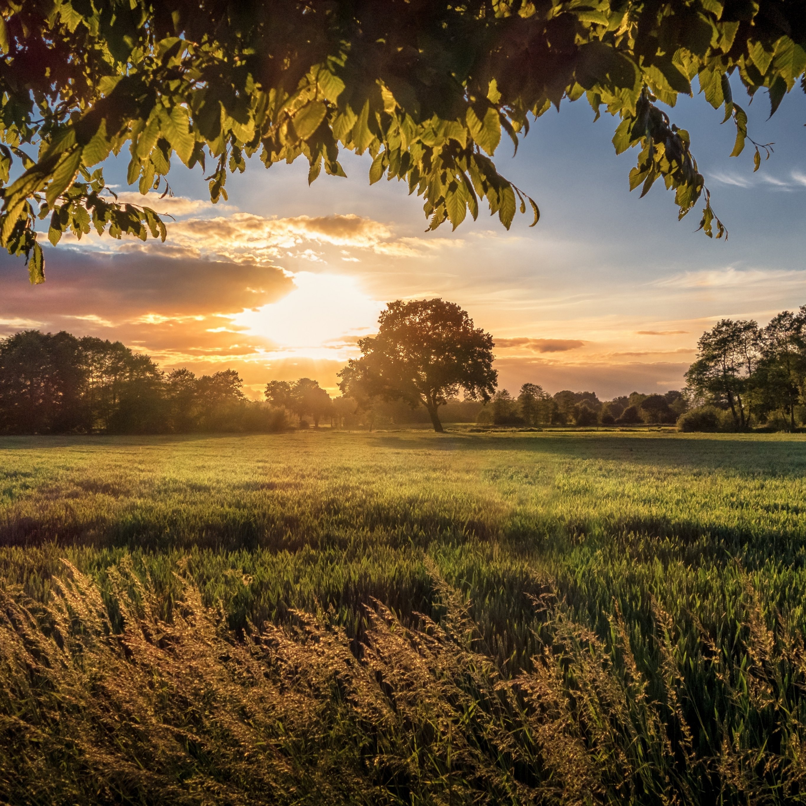 Green field at sunset in summer - Wallpapers for iPad Pro 12.9″ in 2732x2732 resolution